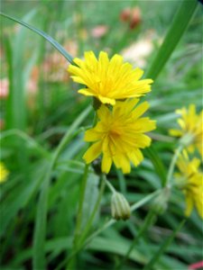 Wiesen-Pippau (Crepis biennis) bei Reilingen