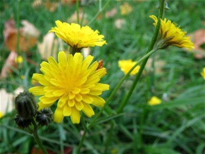Wiesen-Pippau (Crepis biennis) bei Reilingen