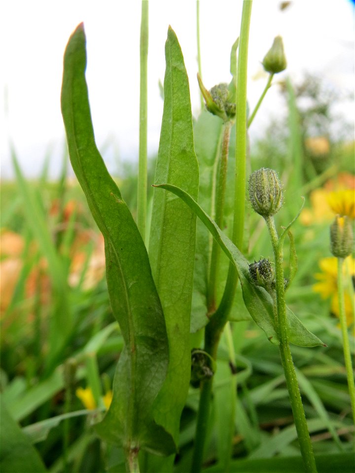 Wiesen-Pippau (Crepis biennis) bei Reilingen