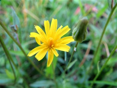 Wiesen-Pippau (Crepis biennis) bei Hockenheim