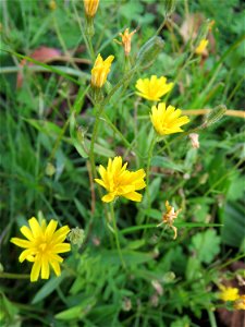 Wiesen-Pippau (Crepis biennis) bei Hockenheim