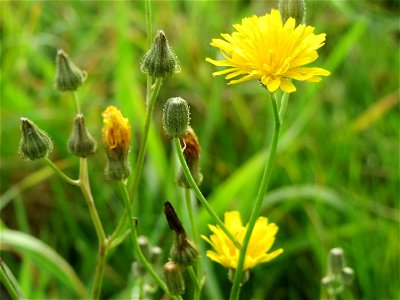 Wiesen-Pippau (Crepis biennis) in Hockenheim