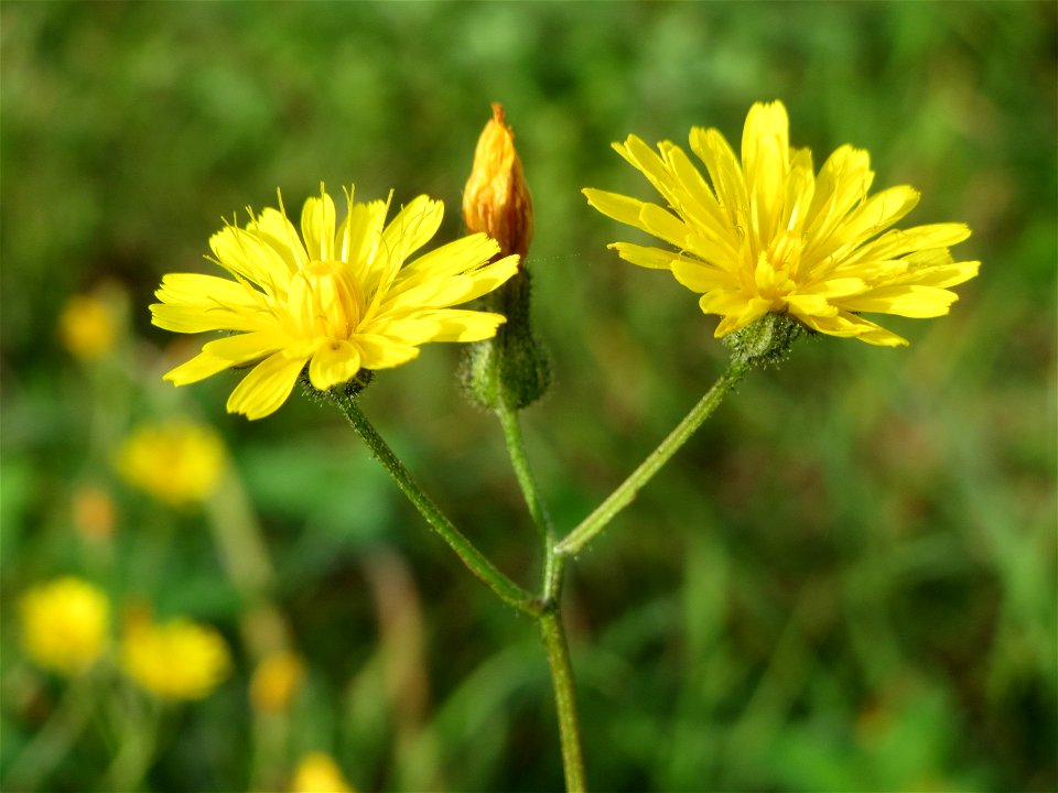 Wiesen-Pippau (Crepis biennis) in Hockenheim
