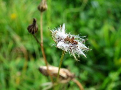 Wiesen-Pippau (Crepis biennis) in Hockenheim