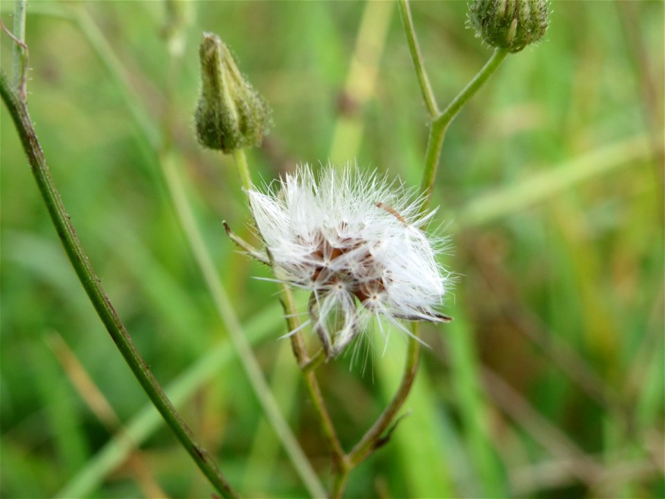 Wiesen-Pippau (Crepis biennis) in Hockenheim