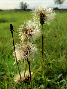Wiesen-Pippau (Crepis biennis) in Hockenheim