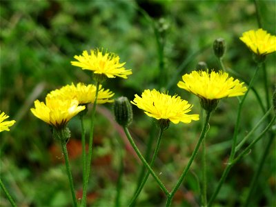 Wiesen-Pippau (Crepis biennis) an der Saar in Saarbrücken