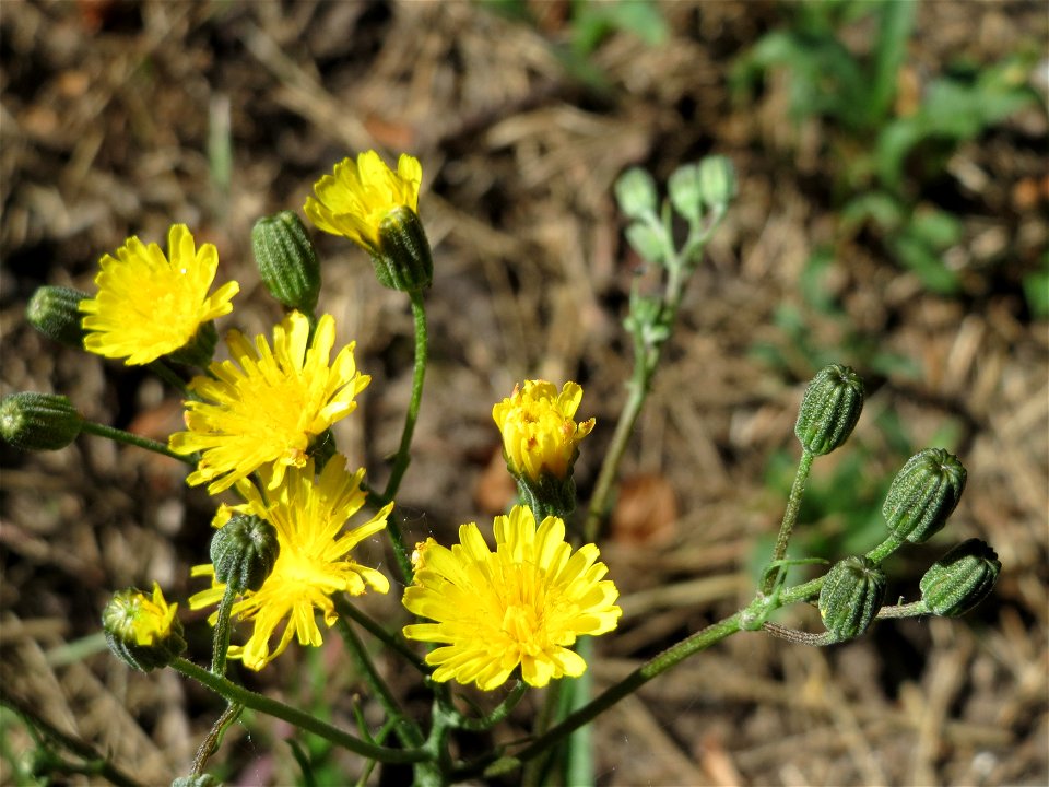 Wiesen-Pippau (Crepis biennis) in Hockenheim