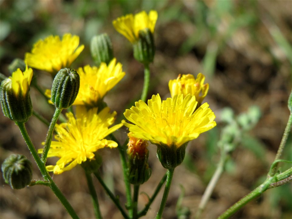 Wiesen-Pippau (Crepis biennis) in Hockenheim