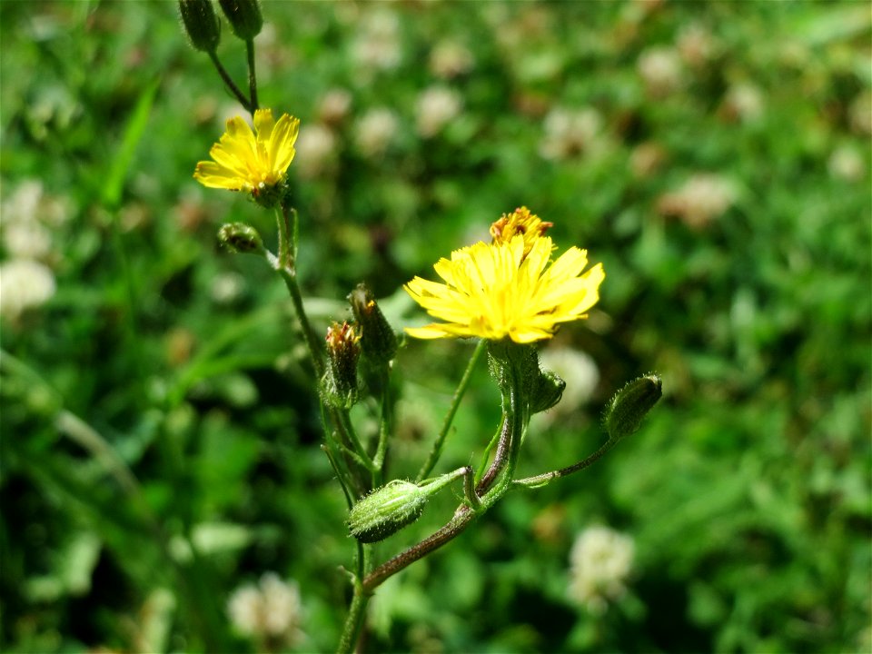 Wiesen-Pippau (Crepis biennis) am Staden in Saarbrücken