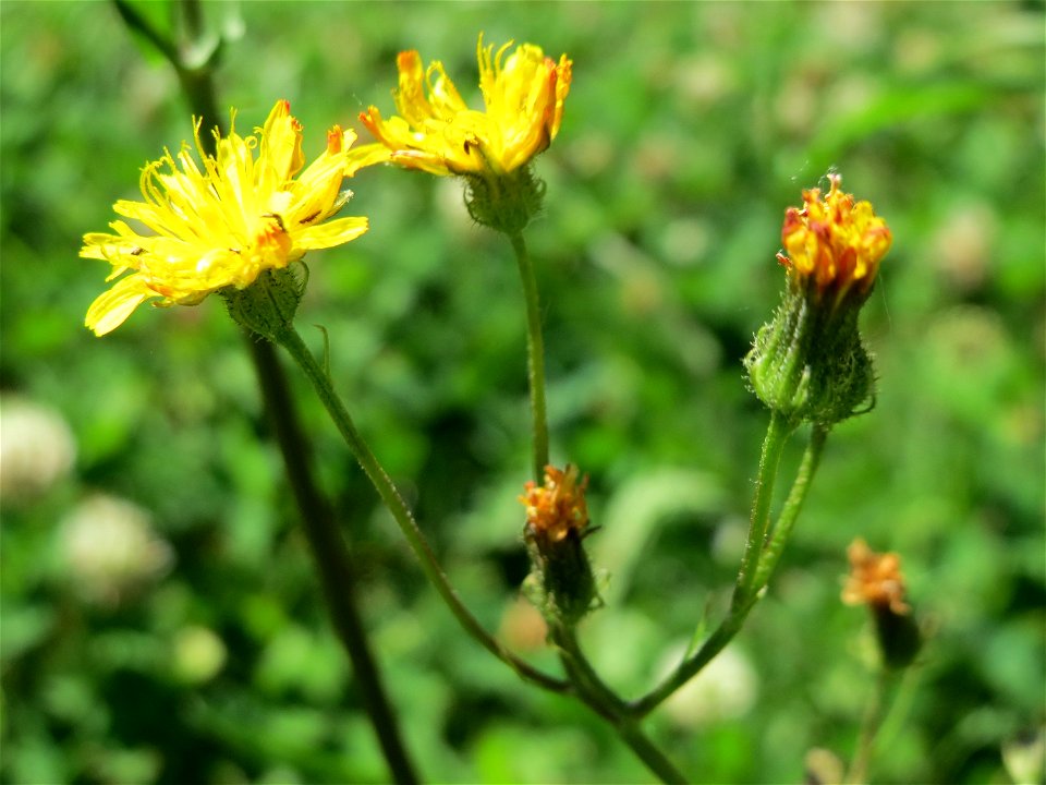 Wiesen-Pippau (Crepis biennis) am Staden in Saarbrücken