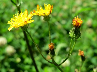 Wiesen-Pippau (Crepis biennis) am Staden in Saarbrücken