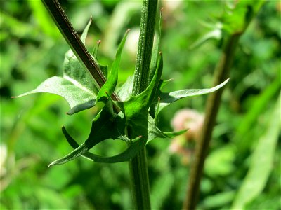 Wiesen-Pippau (Crepis biennis) am Staden in Saarbrücken
