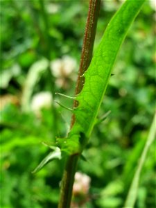 Wiesen-Pippau (Crepis biennis) am Staden in Saarbrücken