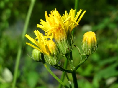 Wiesen-Pippau (Crepis biennis) in Hockenheim photo