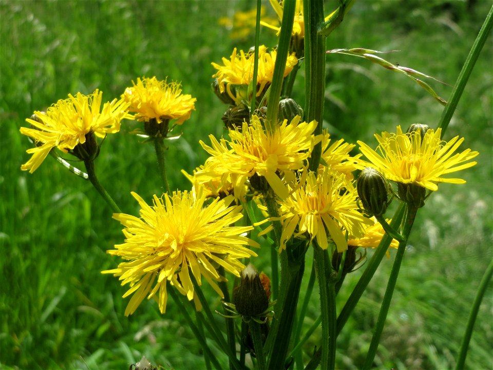 Wiesen-Pippau (Crepis biennis) in Saarbrücken