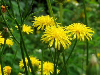 Wiesen-Pippau (Crepis biennis) in Hockenheim photo