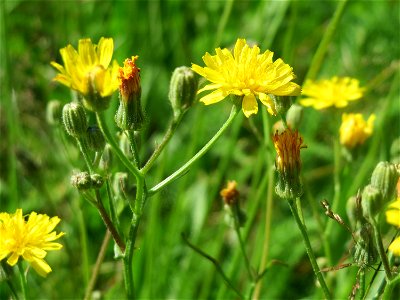 Wiesen-Pippau (Crepis biennis) in Hockenheim