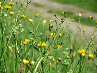 Wiesen-Pippau (Crepis biennis) in Hockenheim photo