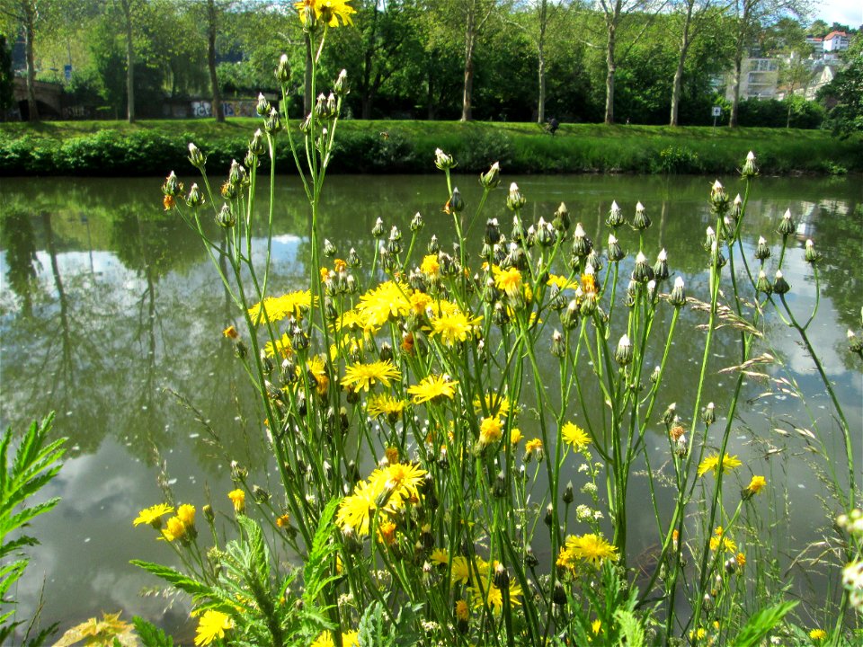 Wiesen-Pippau (Crepis biennis) an der Saar in Saarbrücken