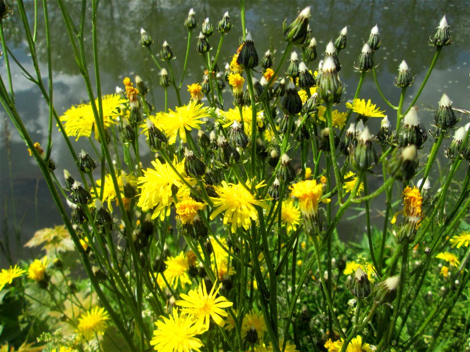 Wiesen-Pippau (Crepis biennis) an der Saar in Saarbrücken