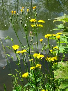 Wiesen-Pippau (Crepis biennis) an der Saar in Saarbrücken