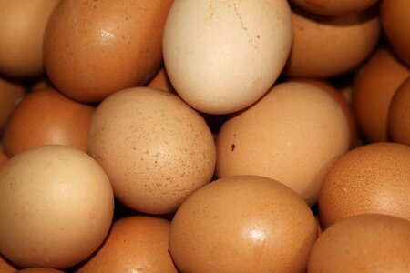 Egg lasts brown chicken brown egg photo