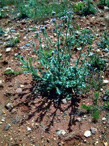 Carduus tenuiflorus  habitus Campo de Calatrava, Spain