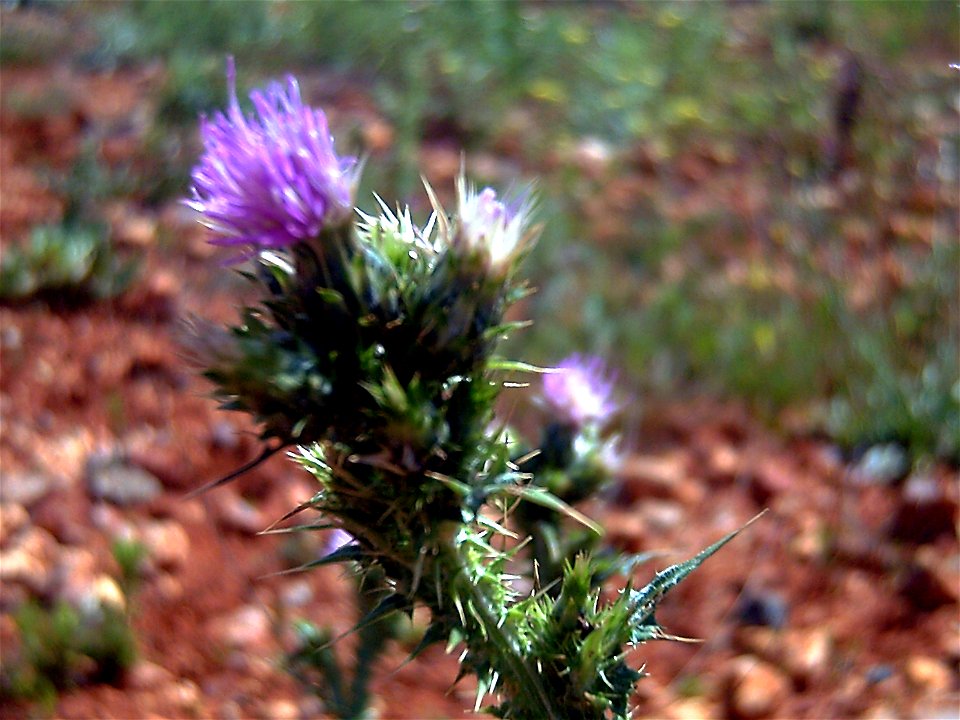 Carduus tenuiflorus  Inflorescence Close up Campo de Calatrava, Spain