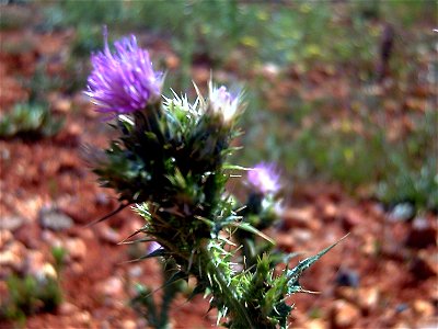 Carduus tenuiflorus  Inflorescence Close up Campo de Calatrava, Spain