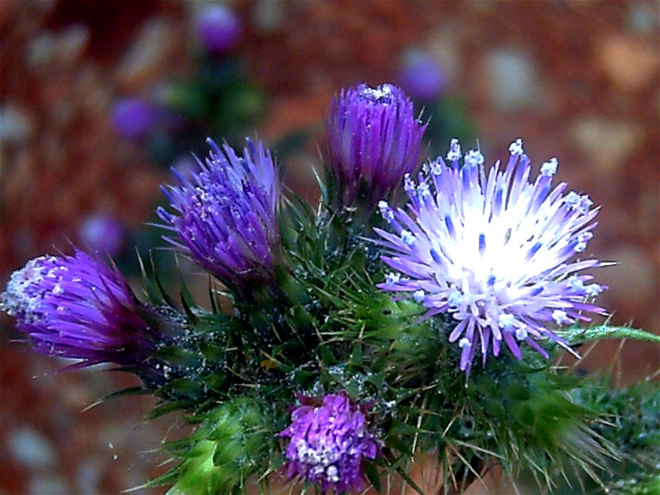 Carduus tenuiflorus  Inflorescence Close up Dehesa Boyal de Puertollano, Spain