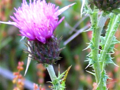 Carduus ?tenuiflorus inflorescence, Dehesa Boyal de Puertollano, Spain