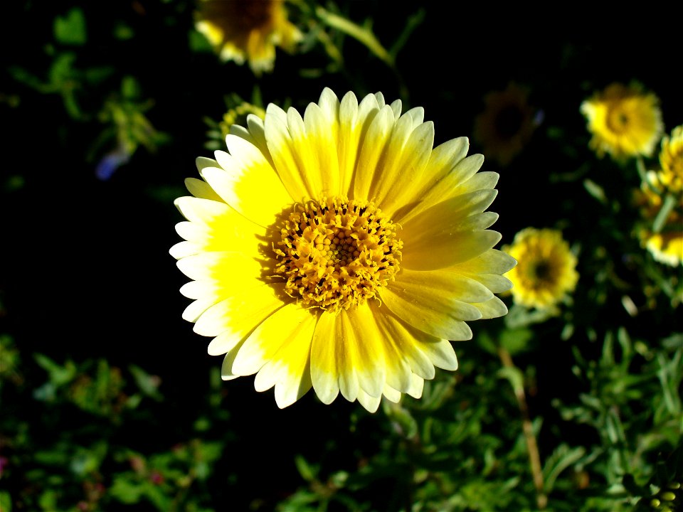 Flower of  — commonly known as tidy tips.
I am the originator of this photo. I hold the copyright. I release it to the public domain.