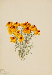 Zinnia (Zinnia grandiflora)