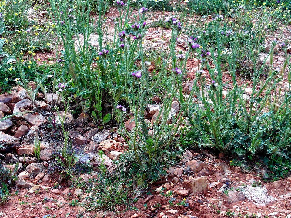 Carduus tenuiflorus  habitat Campo de Calatrava, Spain
