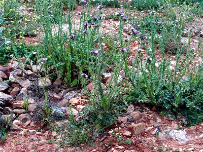 Carduus tenuiflorus  habitat Campo de Calatrava, Spain