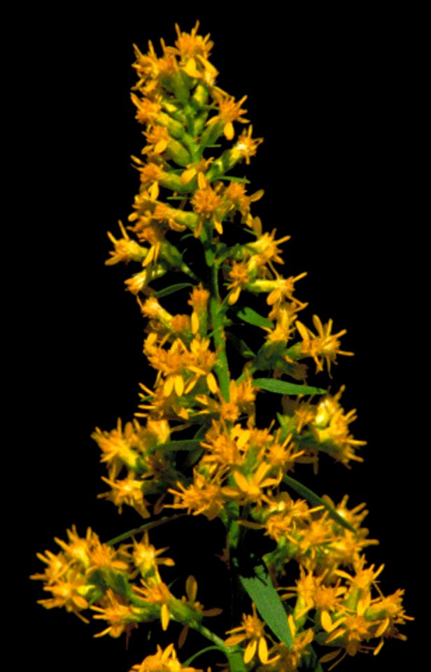 Image title: Showy goldenrod plant solidago speciosa
Image from Public domain images website, http://www.public-domain-image.com/full-image/flora-plants-public-domain-images-pictures/flowers-public-do