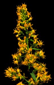 Image title: Showy goldenrod plant solidago speciosa
Image from Public domain images website, http://www.public-domain-image.com/full-image/flora-plants-public-domain-images-pictures/flowers-public-do