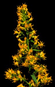 Image title: Showy goldenrod plant solidago speciosa Image from Public domain images website, http://www.public-domain-image.com/full-image/flora-plants-public-domain-images-pictures/flowers-public-do photo