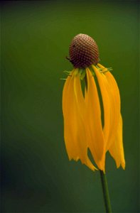 Image title: Gray coneflower plant ratibida pinnata Image from Public domain images website, http://www.public-domain-image.com/full-image/flora-plants-public-domain-images-pictures/flowers-public-dom photo