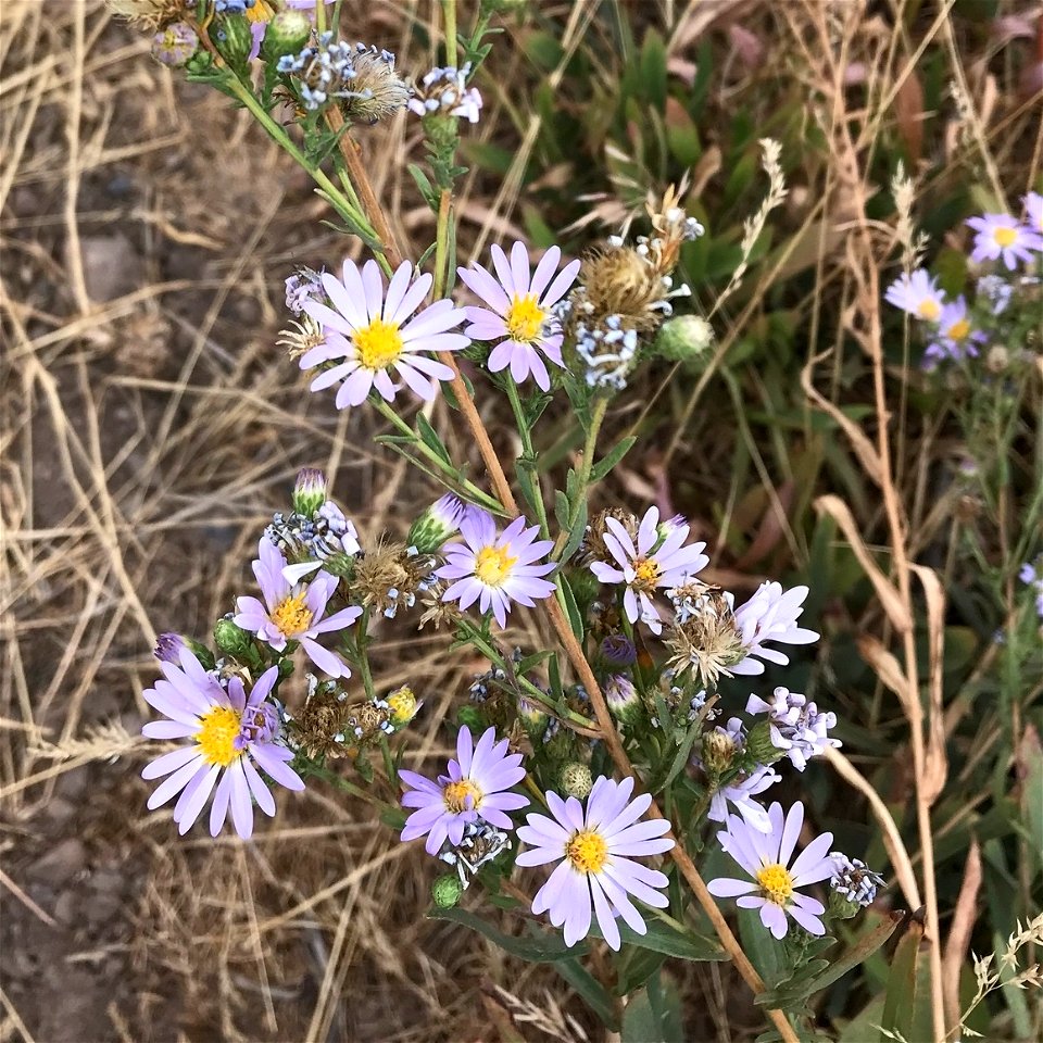 Symphyotrichum ascendens inflorescence, 12 September 2018, Cache National Forest, Deweyville, Utah.