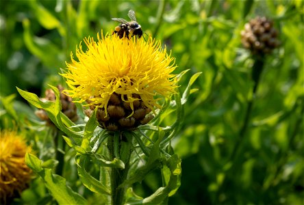 Centaurea macrocephala, Jardin botanique Roger-Van den Hende, is a 6-hectare botanical garden managed by Laval University in Quebec, Canada.