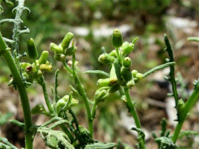 Wald-Greiskraut (Senecio sylvaticus) im Schwetzinger Hardt