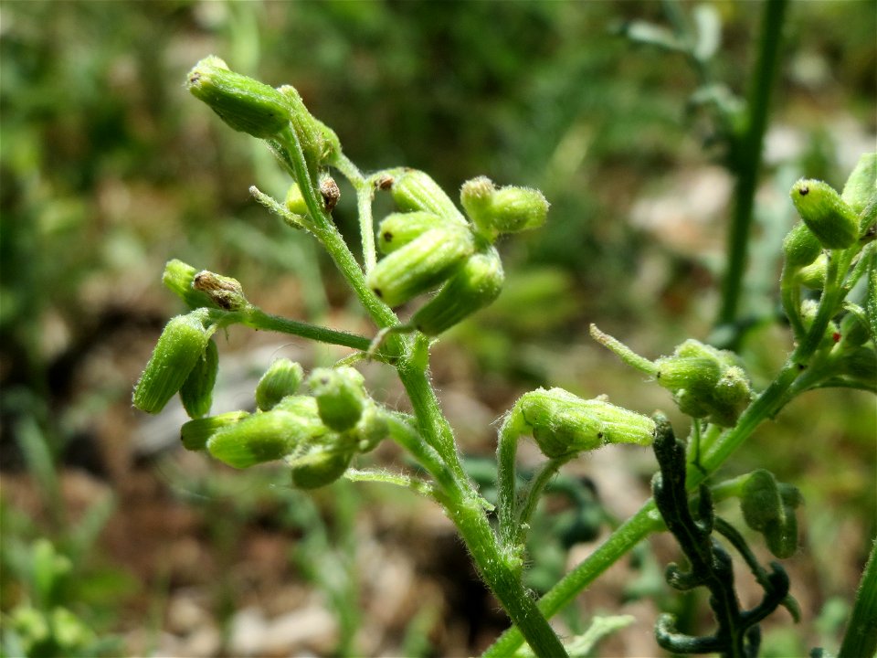 Wald-Greiskraut (Senecio sylvaticus) im Schwetzinger Hardt