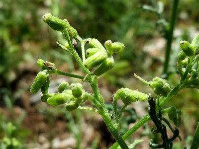 Wald-Greiskraut (Senecio sylvaticus) im Schwetzinger Hardt