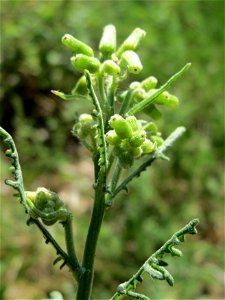 Wald-Greiskraut (Senecio sylvaticus) im Schwetzinger Hardt