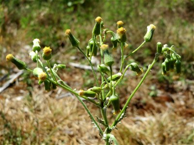 Wald-Greiskraut (Senecio sylvaticus) im Schwetzinger Hardt