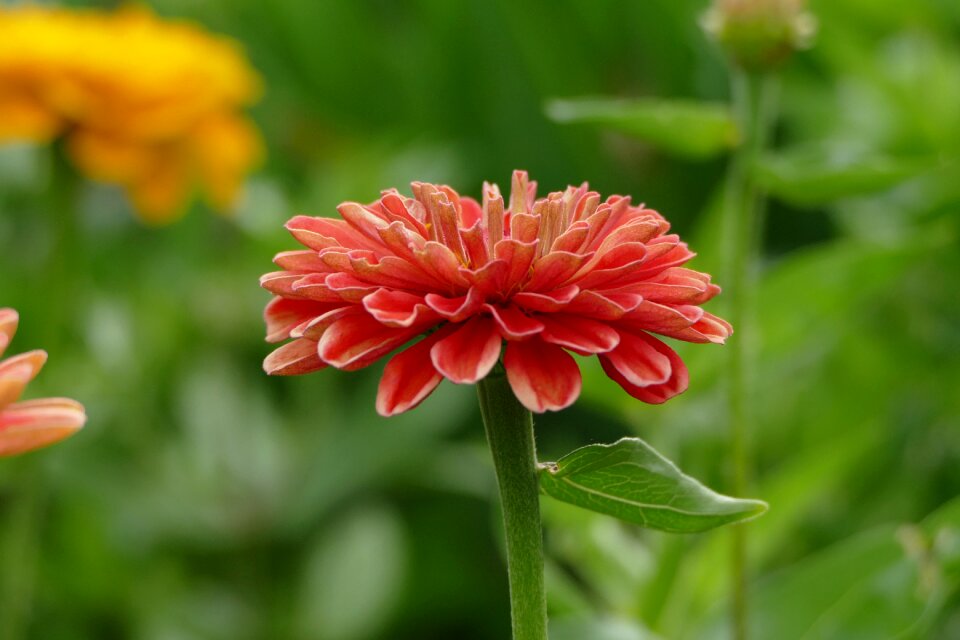 Flower pink summer photo