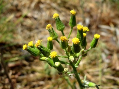 Wald-Greiskraut (Senecio sylvaticus) im Schwetzinger Hardt