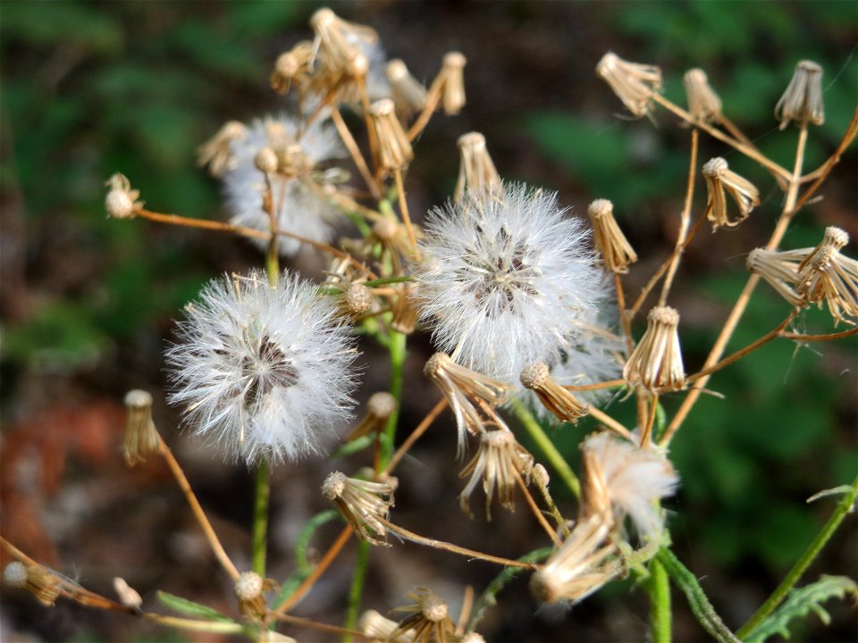 Wald-Greiskraut (Senecio sylvaticus) im Schwetzinger Hardt